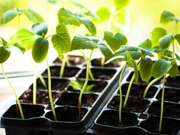 Plastbehållare för plantering kräver dränering