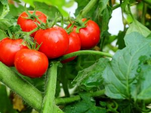 Charakteristika exploze rajčat