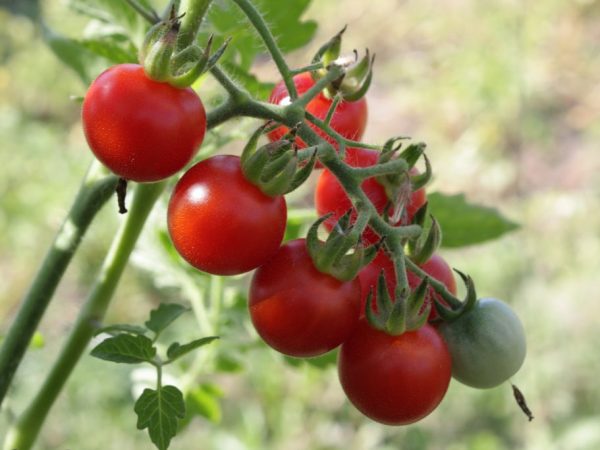 Beschrijving van tomaten Appelrassen