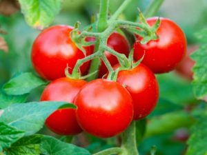 Beschrijving van tomaten Yablonka Rusland