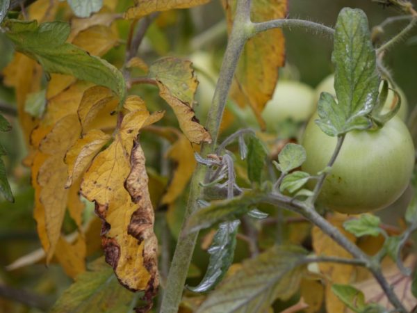 Houby způsobující nemoci mohou poškodit kořenový systém rostliny.