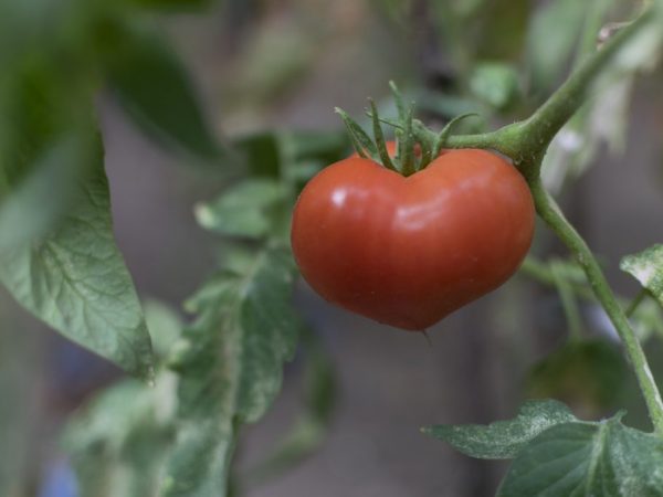 Beschrijving van de variëteit aan tomaten Yubileiny Tarasenko