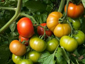 Kenmerken van de tomatenvariëteit Riddle of Nature