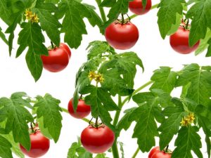 Beschrijving van Tomato Pickling Miracle