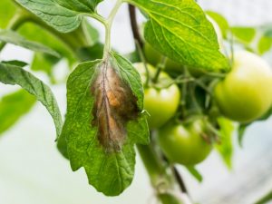 Behandla gula fläckar på tomater