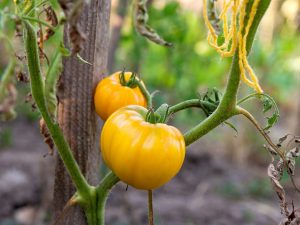 Kännetecken för sorterna av tomater Golden King och Golden Queen