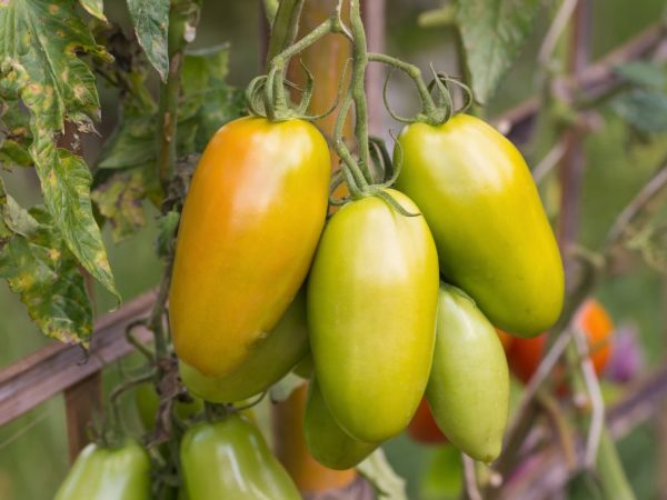 Kännetecken för en tomatsort Zolotaya Rybka
