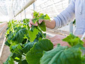 Plantar pepinos en un invernadero de policarbonato.