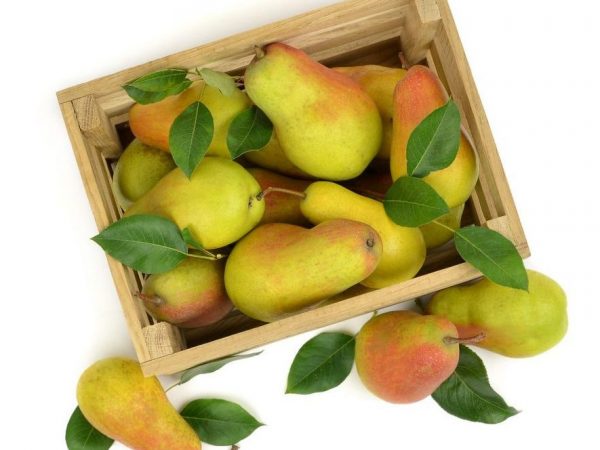 Τα φρούτα έχουν κίτρινο-πράσινο χρώμα, το μέσο βάρος των φρούτων φτάνει τα 250 g