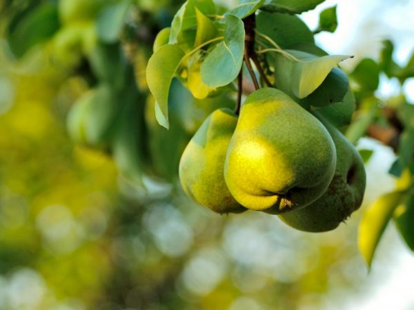 Τα φρούτα έχουν κίτρινο-πράσινο χρώμα, βάρους 120-150 g