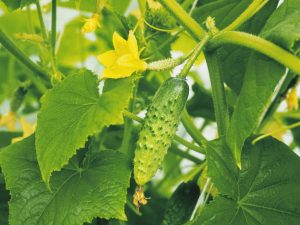 Characteristics of Babushkin Secret cucumbers