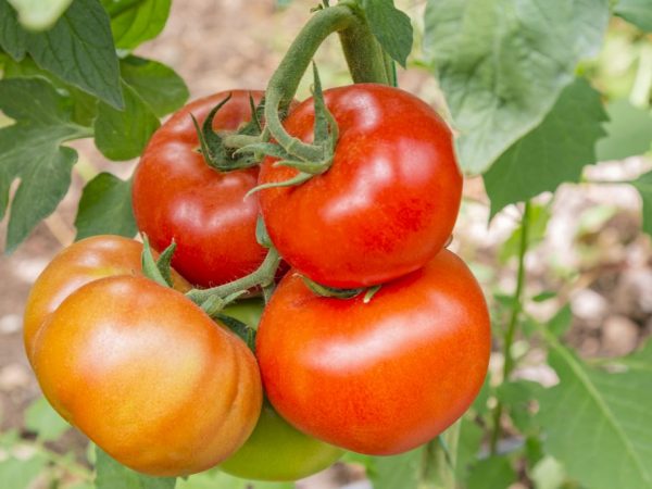 Kännetecken för tomater av sorten Babushkino Lukoshko