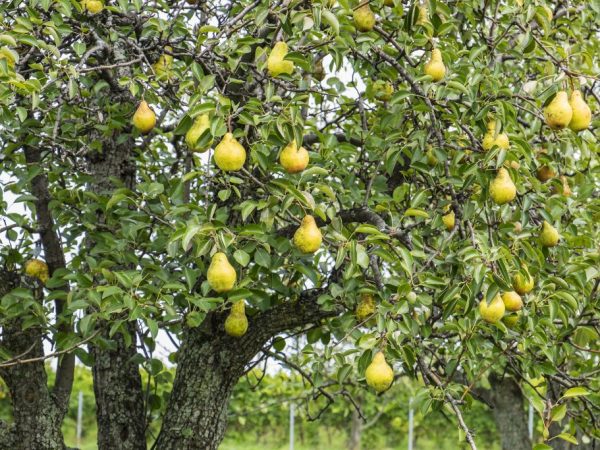 Frukterna av ett päron är runda, medelstora och väger upp till 125 g