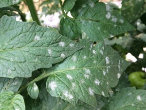 Die Ursache für weiße Flecken auf Tomatenblättern