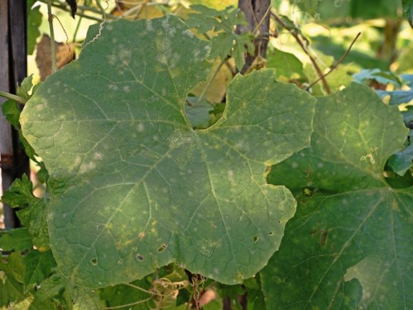 Příčiny bílých skvrn na okurkových listech