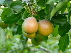 Beskrivning av päron Bergamott
