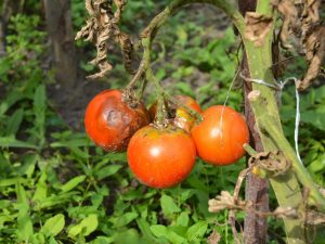 Ziekten van tomatenzaailingen en hun behandeling
