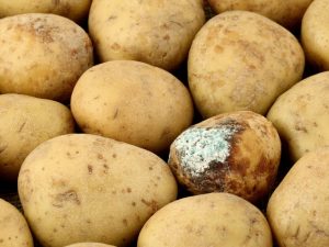 Aardappelziekten en methoden om ermee om te gaan
