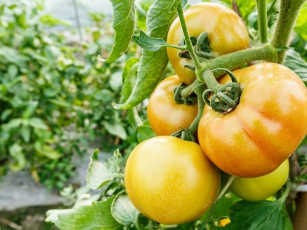 Kenmerken van de tomatenvariëteit Burraker-huisdieren