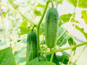 Beschrijving van de komkommersoort Buyan