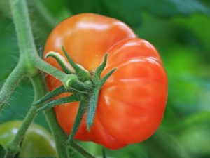 Tomatsort kunglig gåva