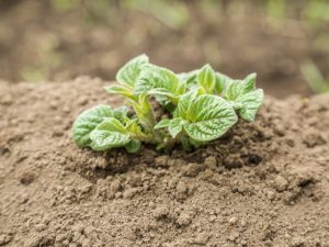 Potatis uppstår efter plantering
