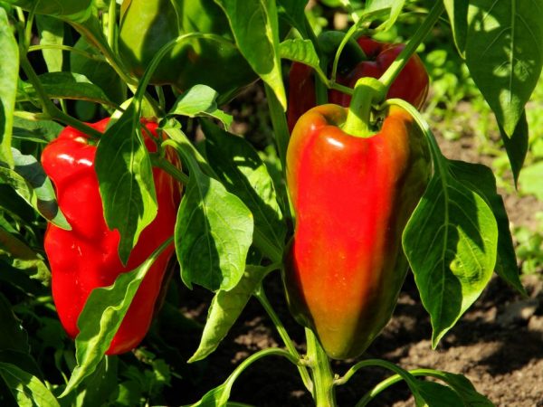 Charakteristika odrůdy papriky D'Artagnan