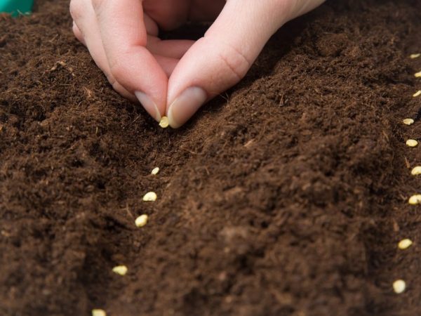 Semințele trebuie pregătite pentru plantare.