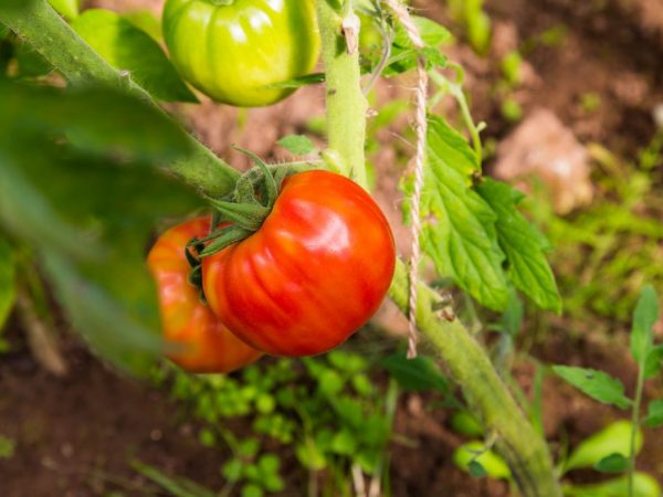 Kenmerken van de tomatenvariëteit Landfavoriet