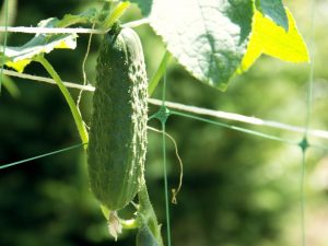 Characteristics of a cucumber variety Far East 27