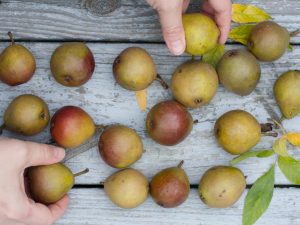 Kännetecken för dekorativt lockigt päron