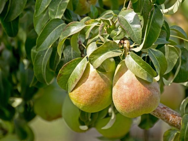 Kenmerken van de variëteit aan peren voor kinderen