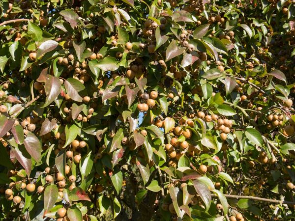 De medicinska egenskaperna hos vilda päron