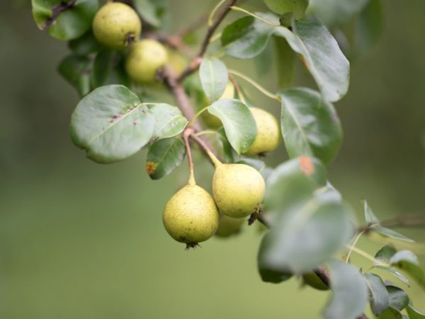 En medicinsk buljong kan framställas av vilda frukter.