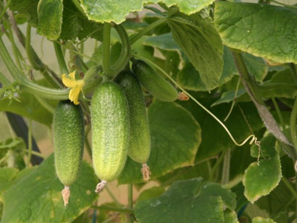 Characteristics of cucumber varieties Friends-Friends