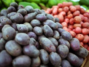 De beste zaden van elite aardappelrassen