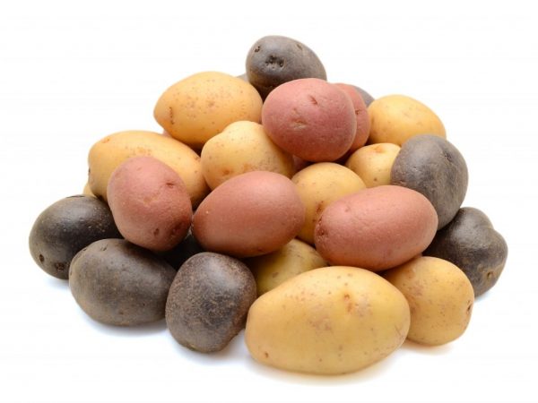 Buenas patatas de siembra