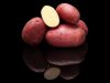 Popis odrůdy brambor Evolution