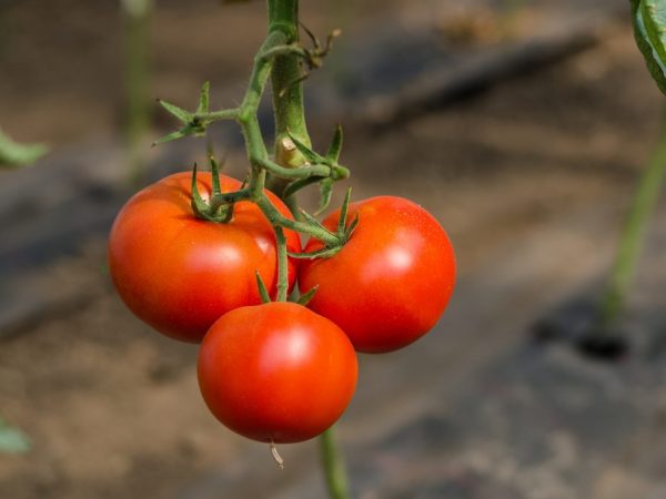 Kenmerken van de variëteit aan tomaten Algemeen