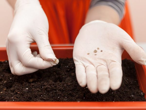 La salud de las plantas depende de la calidad del suelo.