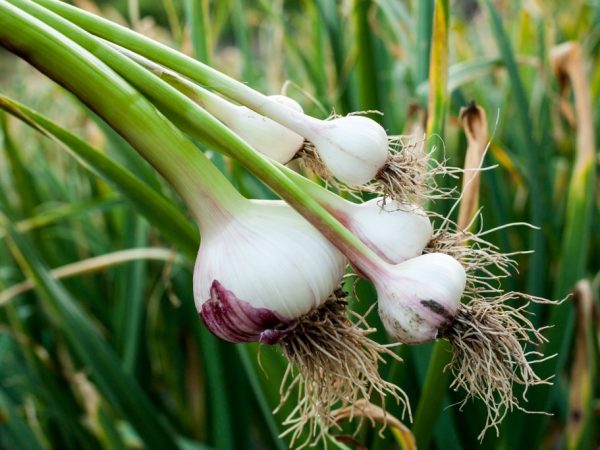 Good garlic is only born with proper care