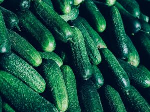 Kenmerken van Ginga-komkommers