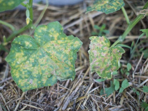 Causes of rotting cucumbers in the greenhouse
