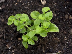 Mustard solution from the Colorado potato beetle