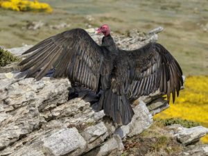 Curcan vultur