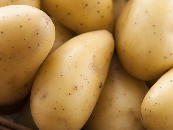 Pěkné a rovnoměrné brambory