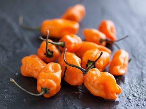 Characteristics of the Habanero pepper variety