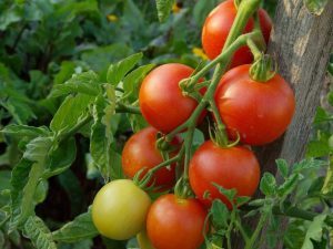 Egenskaper för tomatintuition