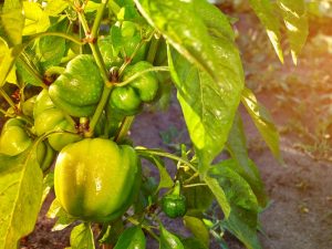 Acceleration of pepper ripening