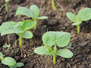 Transplanting young seedlings of cucumbers